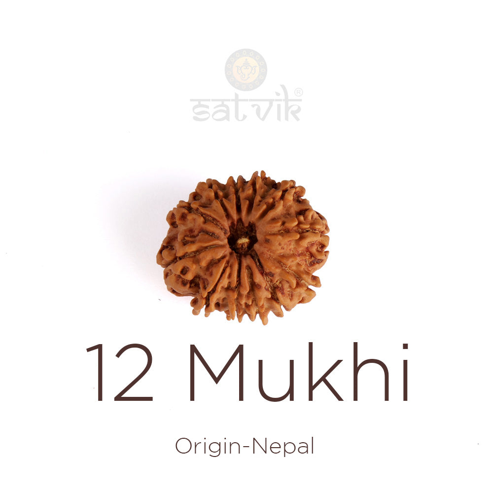 12 Mukhi Rudraksha (Super Collector)