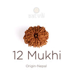 12 Mukhi Rudraksha (Super Collector)