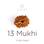 13 Mukhi Rudraksha (Super Collector)