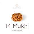 14 Mukhi Rudraksha bead natural Nepali fourteen face Rudraksha. India’s Premium Rudraksha Beads Brand - www.satvikstore.in