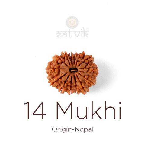 14 Mukhi Rudraksha bead natural Nepali fourteen face Rudraksha. India’s Premium Rudraksha Beads Brand - www.satvikstore.in