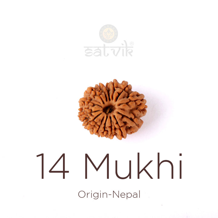 14 Mukhi Rudraksha bead natural Nepali fourteen face Rudraksha. India’s Premium Rudraksha Beads Brand - www.satvikstore.in