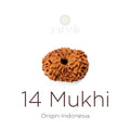 14 Mukhi Rudraksha bead natural Indo fourteen face Rudraksha. India’s Premium Rudraksha Beads Brand - www.satvikstore.in