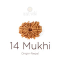 14 Mukhi Rudraksha bead natural Nepali fourteen face Rudraksha. India’s Premium Rudraksha Beads Brand - www.satvikstore.in