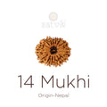 14 Mukhi Rudraksha bead natural Nepali fourteen face Rudraksha. India’s Premium Rudraksha Beads Brand - www.satvikstore.in