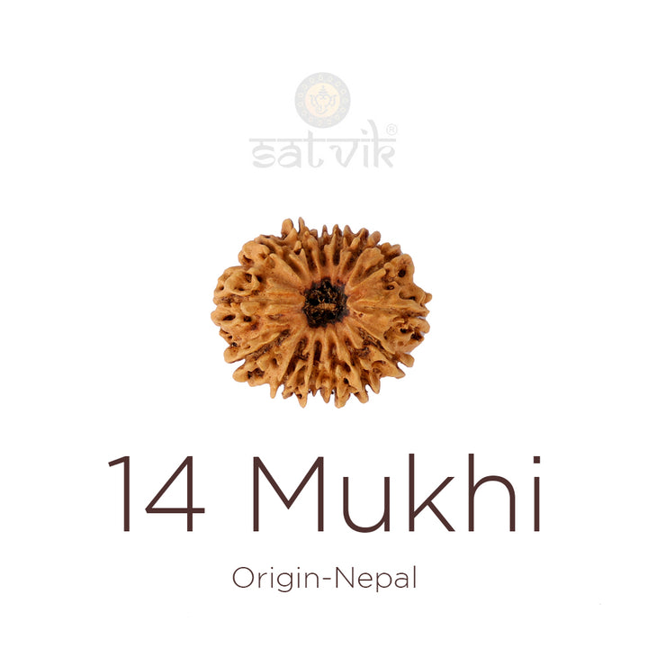14 Mukhi Rudraksha bead natural Nepali fourteen face Rudraksha. India’s Premium Rudraksha Beads Brand - www.satvikstore.in