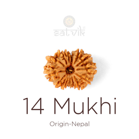 14 Mukhi Rudraksha bead natural Nepali fourteen face Rudraksha. India’s Premium Rudraksha Beads Brand - www.satvikstore.in