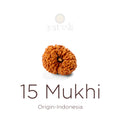 15 Mukhi Rudraksha bead natural Indo fifteen face Rudraksha. India’s Premium Rudraksha Beads Brand - www.satvikstore.in
