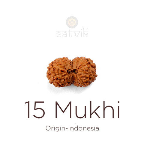 15 Mukhi Rudraksha bead natural Indo fifteen face Rudraksha. India’s Premium Rudraksha Beads Brand - www.satvikstore.in