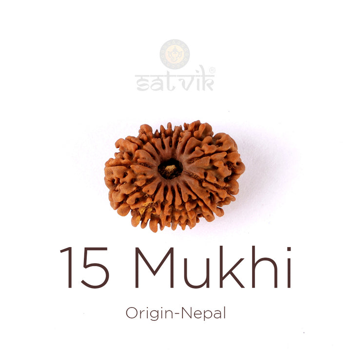 15 Mukhi Rudraksha bead natural Nepali fifteen face Rudraksha. India’s Premium Rudraksha Beads Brand - www.satvikstore.in
