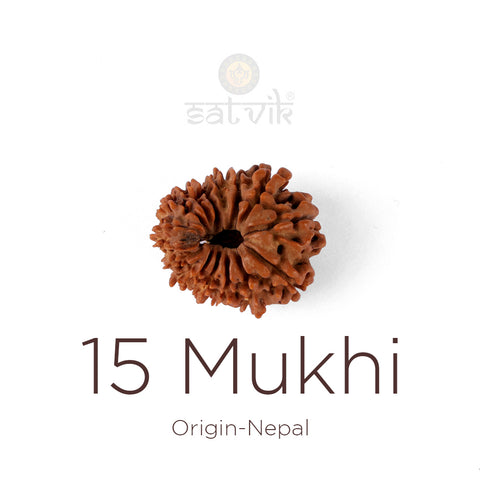 15 Mukhi Rudraksha bead natural Nepali fifteen face Rudraksha. India’s Premium Rudraksha Beads Brand - www.satvikstore.in
