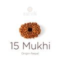 15 Mukhi Rudraksha bead natural Nepali fifteen face Rudraksha. India’s Premium Rudraksha Beads Brand - www.satvikstore.in