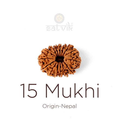 15 Mukhi Rudraksha bead natural Nepali fifteen face Rudraksha. India’s Premium Rudraksha Beads Brand - www.satvikstore.in