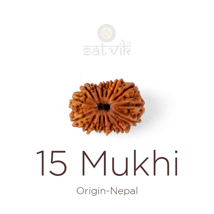 15 Mukhi Rudraksha bead natural Nepali fifteen face Rudraksha. India’s Premium Rudraksha Beads Brand - www.satvikstore.in