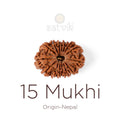 15 Mukhi Rudraksha bead natural Nepali fifteen face Rudraksha. India’s Premium Rudraksha Beads Brand - www.satvikstore.in