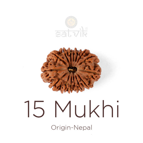 15 Mukhi Rudraksha bead natural Nepali fifteen face Rudraksha. India’s Premium Rudraksha Beads Brand - www.satvikstore.in