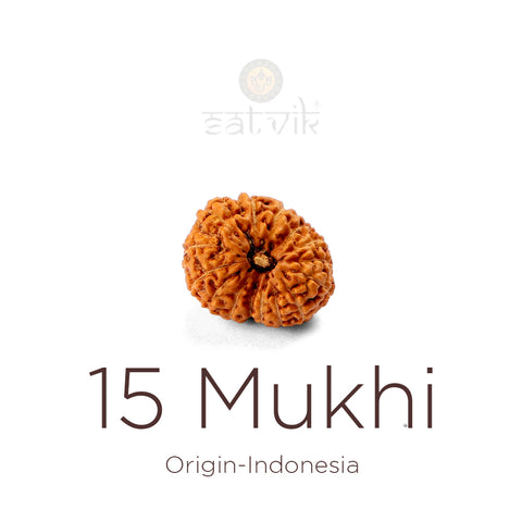 15 Mukhi Rudraksha bead natural Indo fifteen face Rudraksha. India’s Premium Rudraksha Beads Brand - www.satvikstore.in