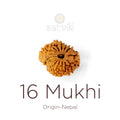 16 Mukhi Rudraksha bead natural Nepali sixteen face Rudraksha. India’s Premium Rudraksha Beads Brand - www.satvikstore.in