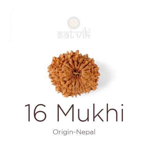 16 Mukhi Rudraksha bead natural Nepali sixteen face Rudraksha. India’s Premium Rudraksha Beads Brand - www.satvikstore.in