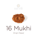 16 Mukhi Rudraksha bead natural Nepali sixteen face Rudraksha. India’s Premium Rudraksha Beads Brand - www.satvikstore.in