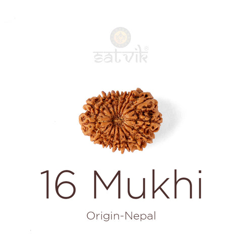 16 Mukhi Rudraksha bead natural Nepali sixteen face Rudraksha. India’s Premium Rudraksha Beads Brand - www.satvikstore.in