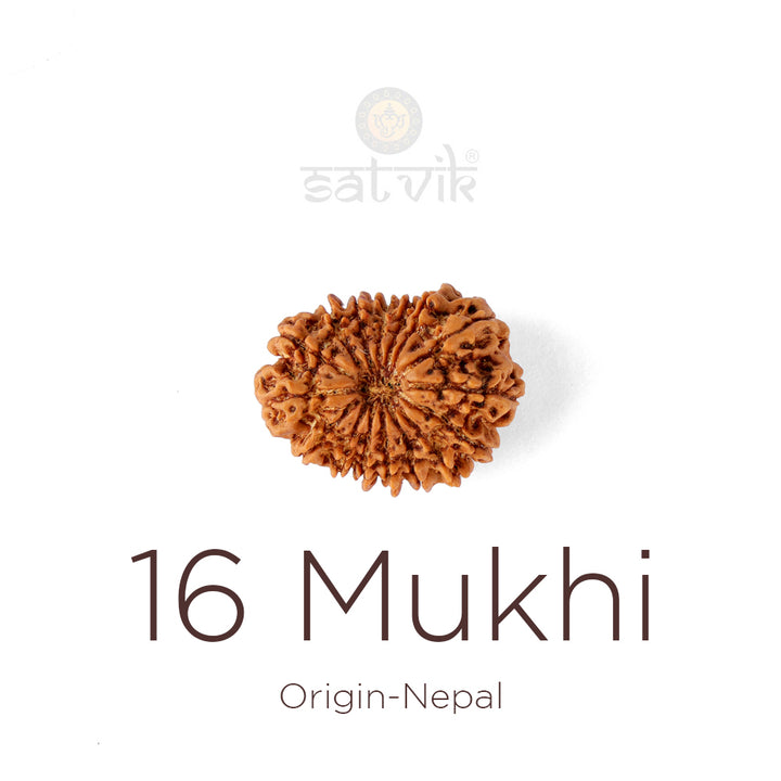16 Mukhi Rudraksha bead natural Nepali sixteen face Rudraksha. India’s Premium Rudraksha Beads Brand - www.satvikstore.in