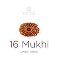 16 Mukhi Rudraksha bead natural Nepali sixteen face Rudraksha. India’s Premium Rudraksha Beads Brand - www.satvikstore.in