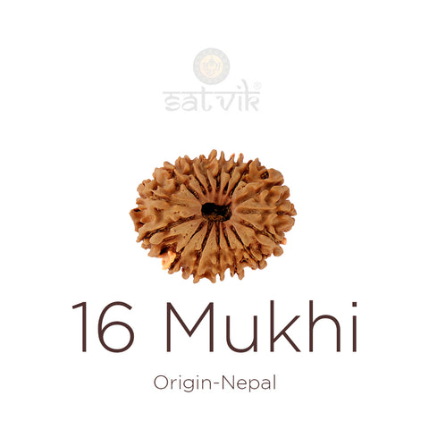16 Mukhi Rudraksha bead natural Nepali sixteen face Rudraksha. India’s Premium Rudraksha Beads Brand - www.satvikstore.in
