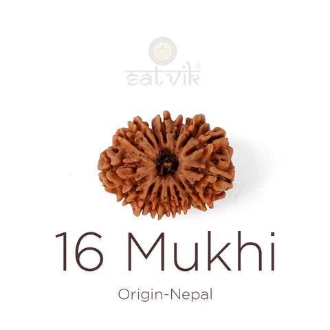 16 Mukhi Rudraksha bead natural Nepali sixteen face Rudraksha. India’s Premium Rudraksha Beads Brand - www.satvikstore.in