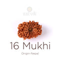 16 Mukhi Rudraksha bead natural Nepali sixteen face Rudraksha. India’s Premium Rudraksha Beads Brand - www.satvikstore.in