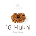 16 Mukhi Rudraksha bead natural Nepali sixteen face Rudraksha. India’s Premium Rudraksha Beads Brand - www.satvikstore.in