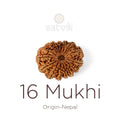 16 Mukhi Rudraksha bead natural Nepali sixteen face Rudraksha. India’s Premium Rudraksha Beads Brand - www.satvikstore.in