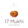 17 Mukhi Rudraksha bead natural Indo seventeen face Rudraksha. India’s Premium Rudraksha Beads Brand - www.satvikstore.in