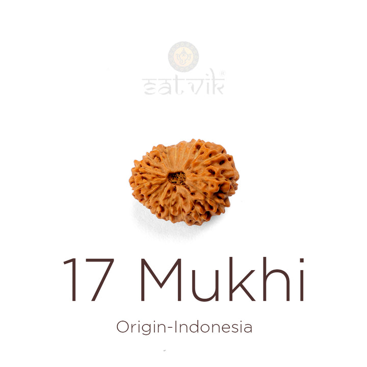 17 Mukhi Rudraksha bead natural Indo seventeen face Rudraksha. India’s Premium Rudraksha Beads Brand - www.satvikstore.in