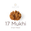 17 Mukhi Rudraksha bead natural Nepali seventeen face Rudraksha. India’s Premium Rudraksha Beads Brand - www.satvikstore.in