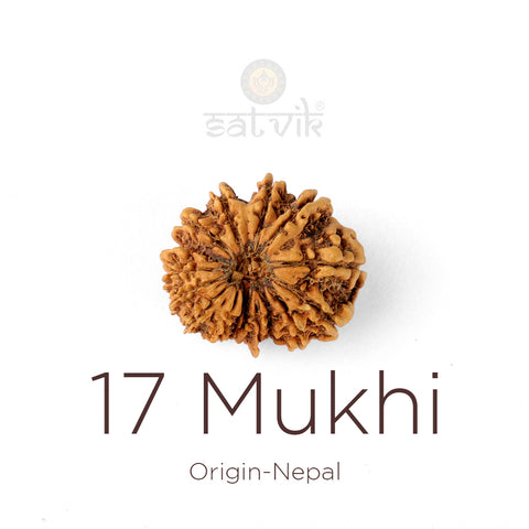 17 Mukhi Rudraksha bead natural Nepali seventeen face Rudraksha. India’s Premium Rudraksha Beads Brand - www.satvikstore.in
