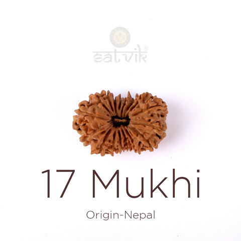 17 Mukhi Rudraksha bead natural Nepali seventeen face Rudraksha. India’s Premium Rudraksha Beads Brand - www.satvikstore.in