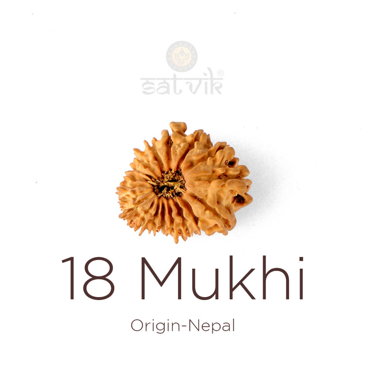 18 Mukhi Rudraksha bead natural Nepali eighteen face Rudraksha. India’s Premium Rudraksha Beads Brand - www.satvikstore.in
