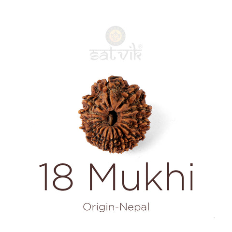 18 Mukhi Rudraksha bead natural Nepali eighteen face Rudraksha. India’s Premium Rudraksha Beads Brand - www.satvikstore.in