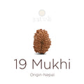 19 Mukhi Rudraksha bead natural Nepali nineteen face Rudraksha. India’s Premium Rudraksha Beads Brand - www.satvikstore.in