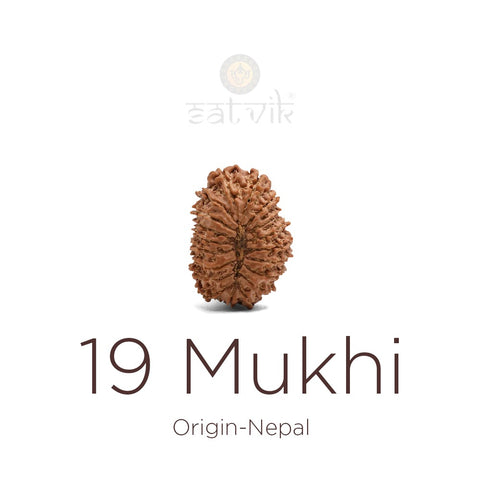 19 Mukhi Rudraksha bead natural Nepali nineteen face Rudraksha. India’s Premium Rudraksha Beads Brand - www.satvikstore.in