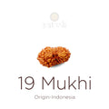 19 Mukhi Rudraksha bead natural Indo nineteen face Rudraksha. India’s Premium Rudraksha Beads Brand - www.satvikstore.in