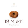 19 Mukhi Rudraksha bead natural Indo nineteen face Rudraksha. India’s Premium Rudraksha Beads Brand - www.satvikstore.in