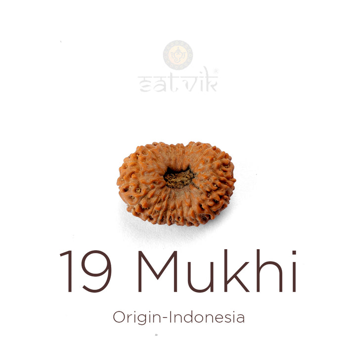 19 Mukhi Rudraksha bead natural Indo nineteen face Rudraksha. India’s Premium Rudraksha Beads Brand - www.satvikstore.in
