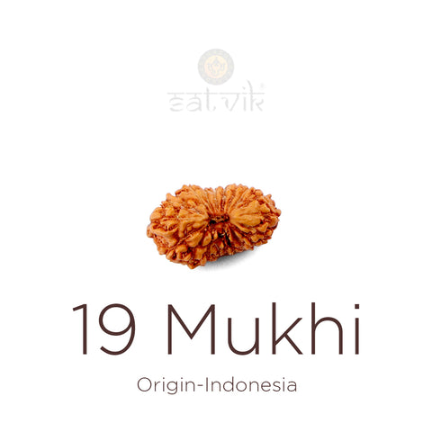 19 Mukhi Rudraksha bead natural Indo nineteen face Rudraksha. India’s Premium Rudraksha Beads Brand - www.satvikstore.in