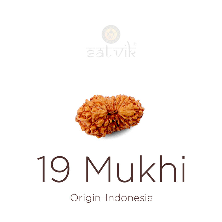 19 Mukhi Rudraksha bead natural Indo nineteen face Rudraksha. India’s Premium Rudraksha Beads Brand - www.satvikstore.in