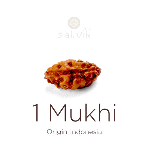 1 Mukhi Rudraksha bead natural Indo single face Rudraksha. India’s Premium Rudraksha Beads Brand - www.satvikstore.in