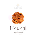 1 Mukhi Rudraksha (Underdeveloped)