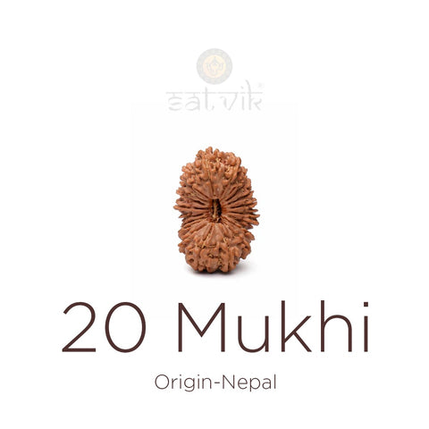 20 Mukhi Rudraksha bead natural Nepali twenty face Rudraksha. India’s Premium Rudraksha Beads Brand - www.satvikstore.in