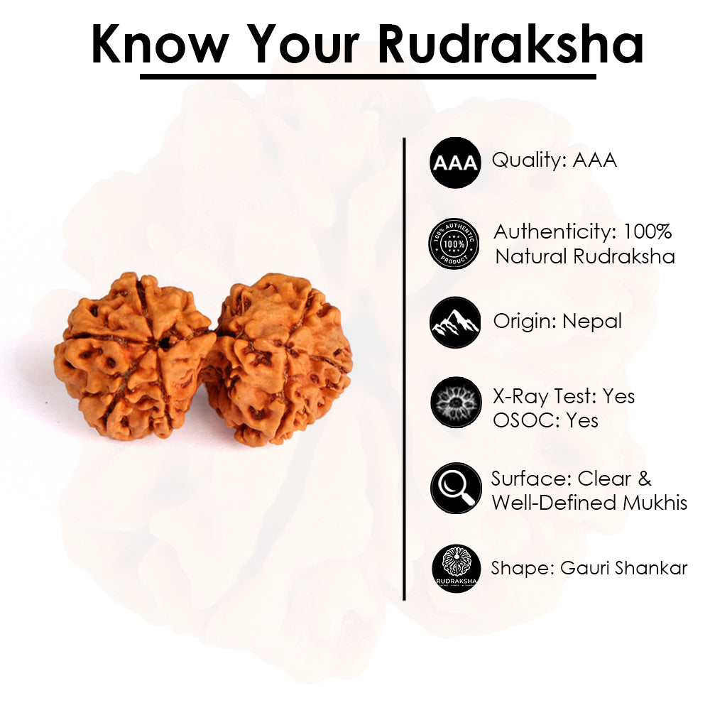 9 Mukhi Gauri Shankar Rudraksha (Super Collector)